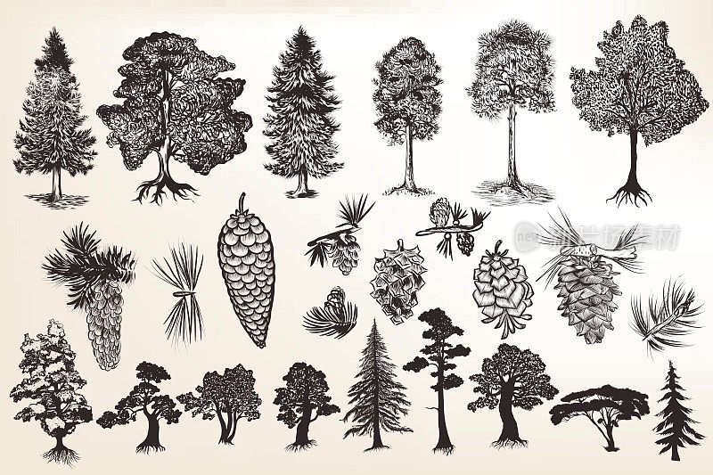 一套雕刻风格的手绘树木的集合或集合