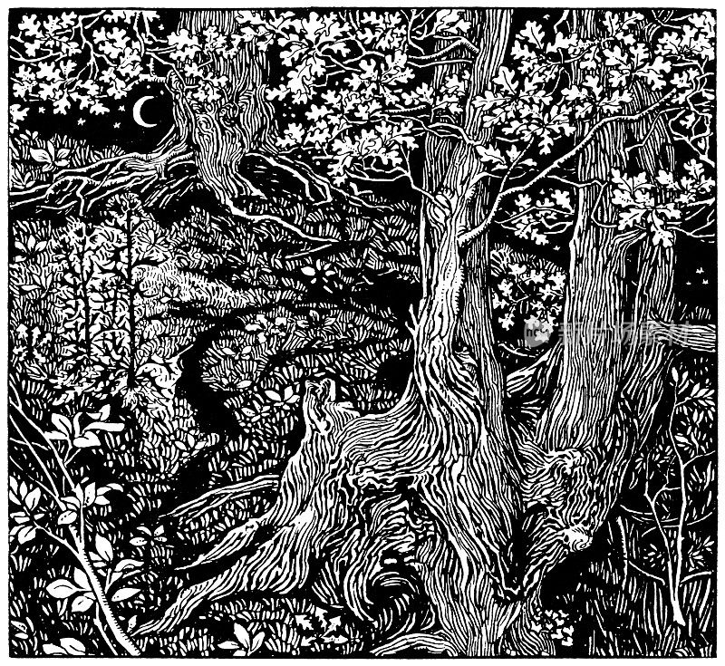 研究树木-玛丽J.纽威尔
