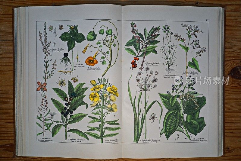 古董植物平版印刷书，第XX号(20)。德国慕尼黑。