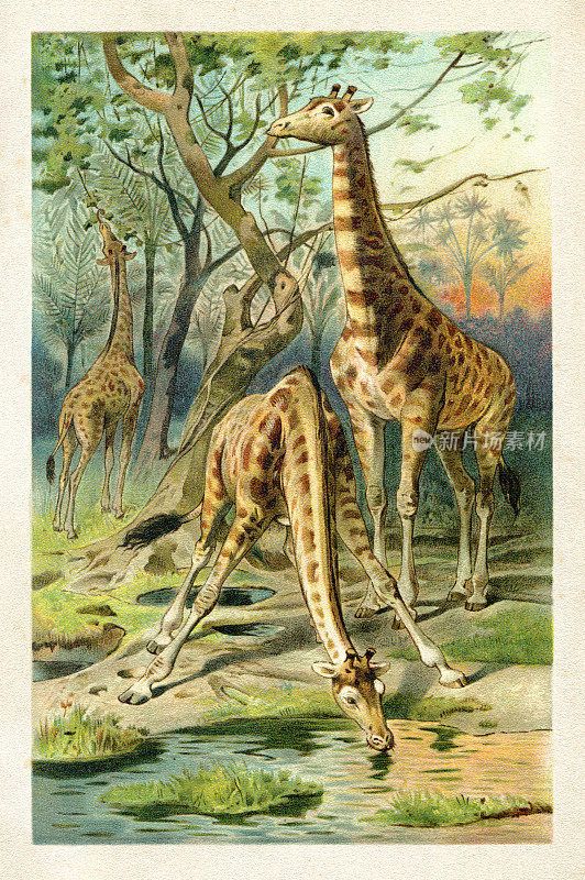 长颈鹿夫妇饮水在非洲的插图