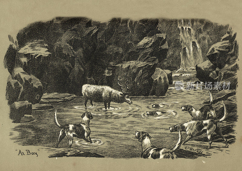 鹿在海湾的一个池塘，被猎犬捕获