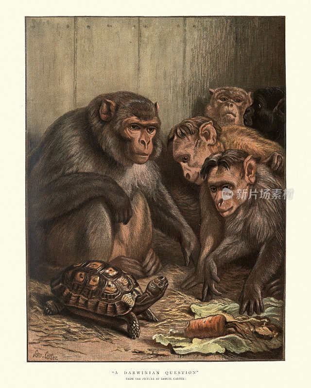 维多利亚艺术，达尔文的问题塞缪尔卡特，猴子和乌龟