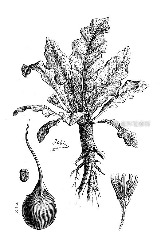 古植物学插图:曼德拉草