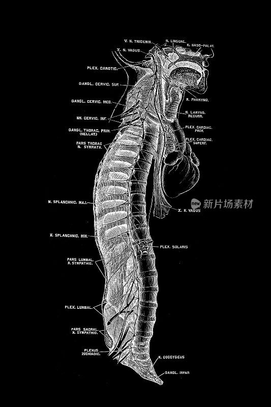 交感神经的右侧边界