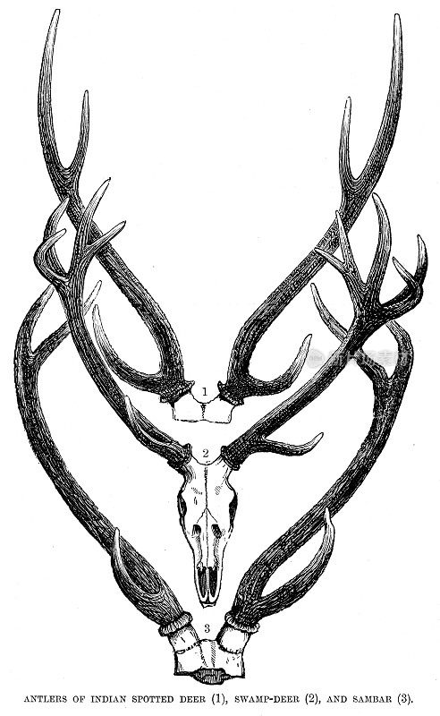 1896年雕刻的鹿角