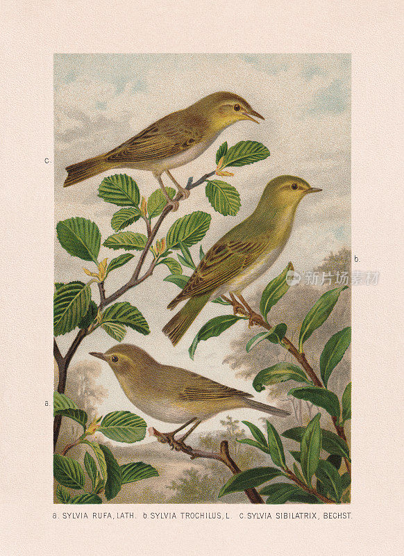 雀形目:雪雀、柳树和木莺，彩色版，出版于1887年