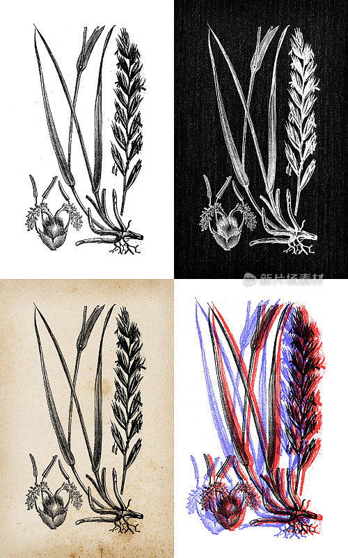 古董植物学插图:披碱草，睡莲