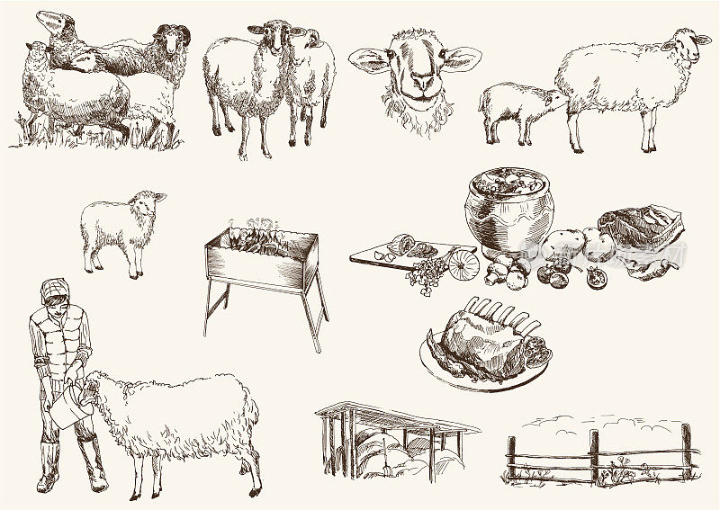 绵羊育种