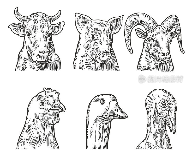 农场动物图标集。头猪，牛，鸡，鹅，火鸡和山羊分离