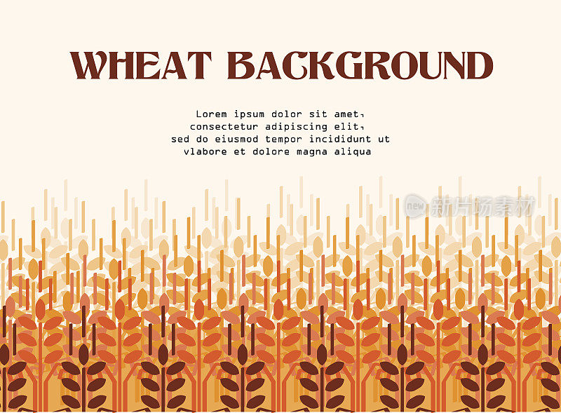 小麦耳朵背景。农业的背景。麦田