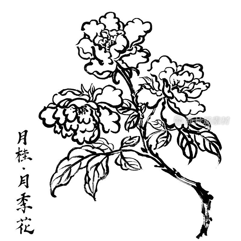 桂花