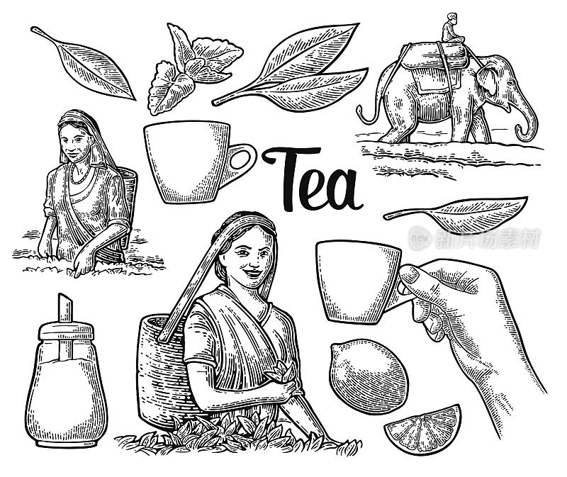 女采茶者采摘茶叶，骑在大象上，柠檬，杯子。