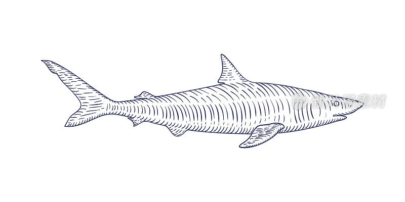 手绘鲨鱼素描雕刻风格。向量