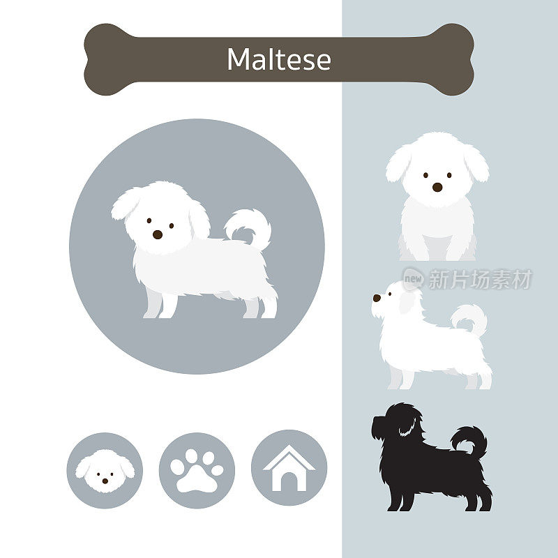 马耳他犬种信息图表