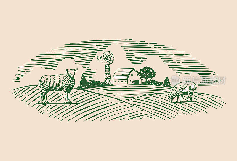 在牧场上手绘羊，矢量插图
