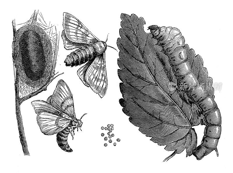 仿古动物插图:家蚕、家蚕