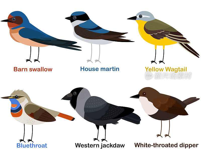 可爱的鸟类矢量插图，家燕，黄Wagtail，蓝喉，西部寒鸦，白喉北斗七星