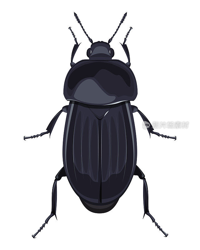 一般甲虫