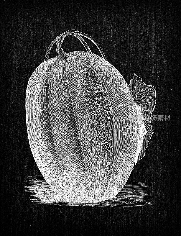 植物学蔬菜植物仿古雕刻插图:香瓜