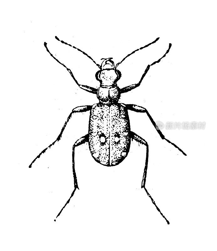 古董插图:蝉、虎甲虫