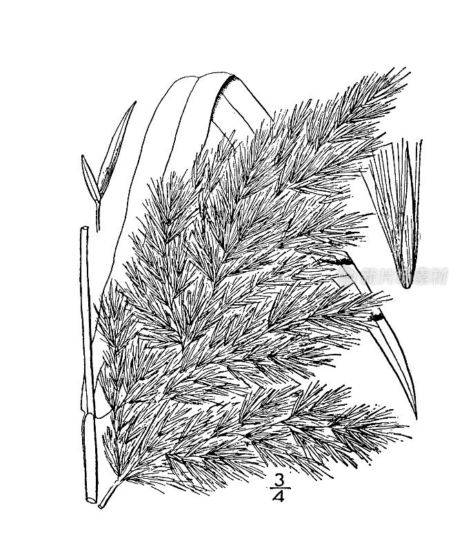 古植物学植物插图:芦苇、芦苇