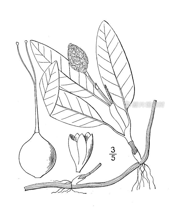 古植物学植物插图:水仙花、水仙花