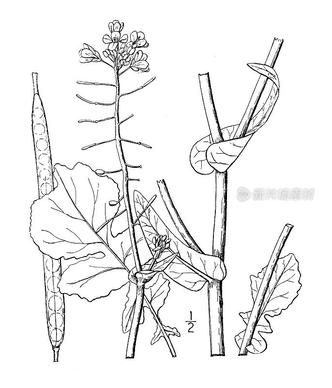 古董植物学植物插图:芸苔属campestris，野生Navew