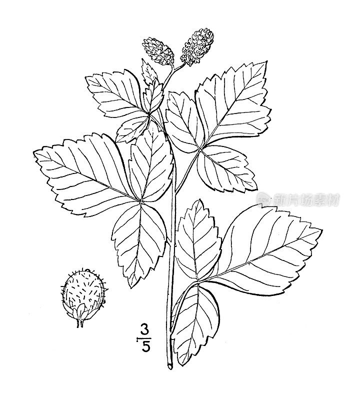 古植物学植物插图:香漆树、香漆树