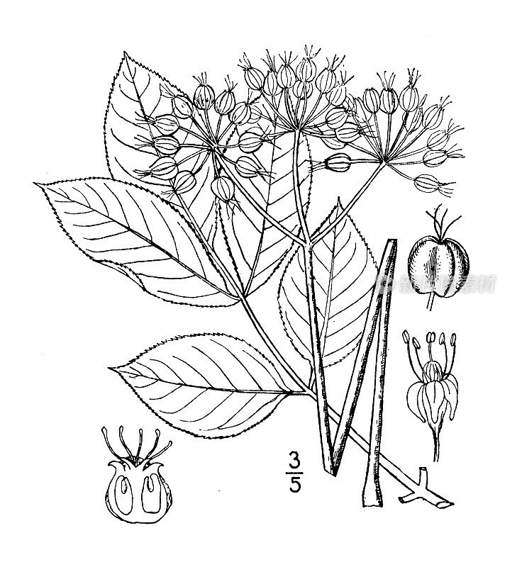 古植物学植物插图:野菝葜，野生菝葜
