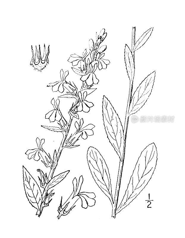 古植物学植物插图:半边莲，被微柔的半边莲