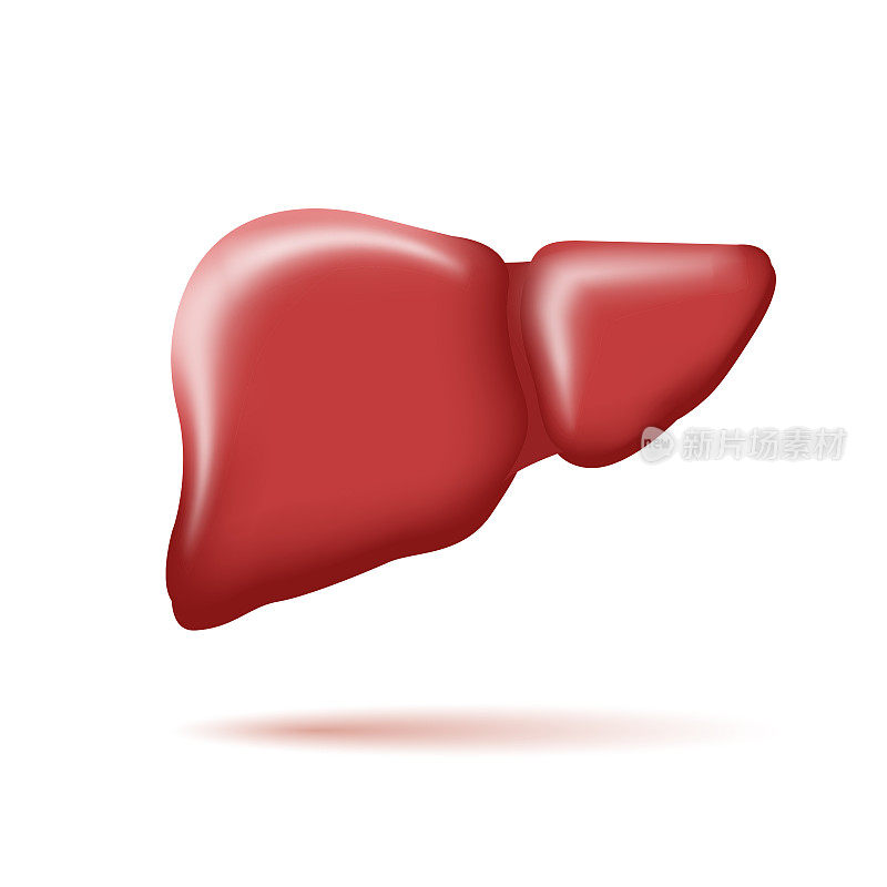 人体肝脏的3d插图，程式化的图形元素