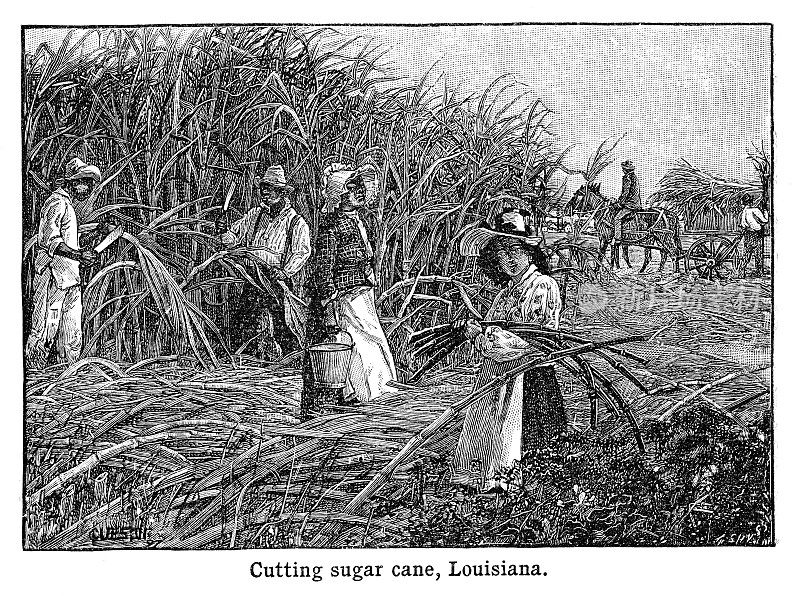切甘蔗,路易斯安那州――雕刻黑白1898年