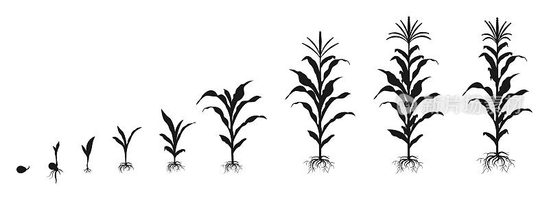 黑色剪影形式的玉米生长周期。植物种子分期发芽信息图。