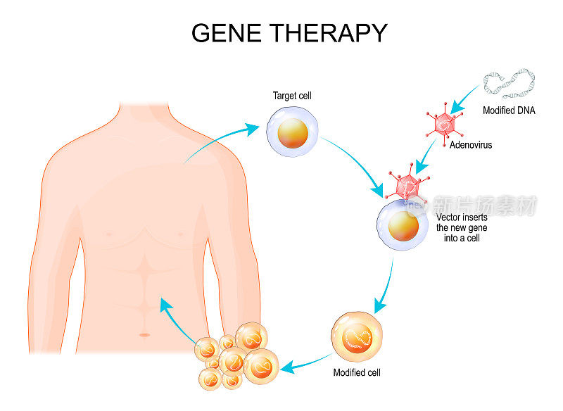 基因工程。基因治疗