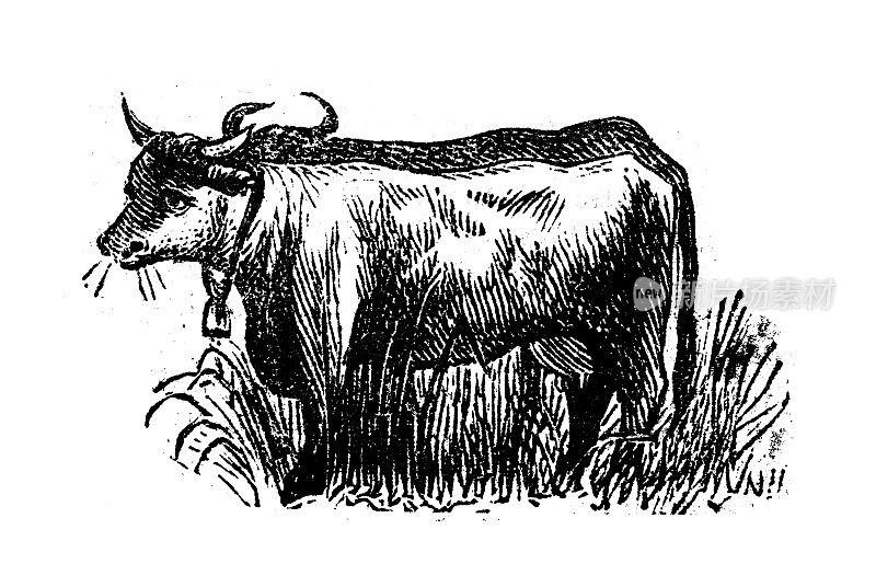 古玩雕刻插画:牛