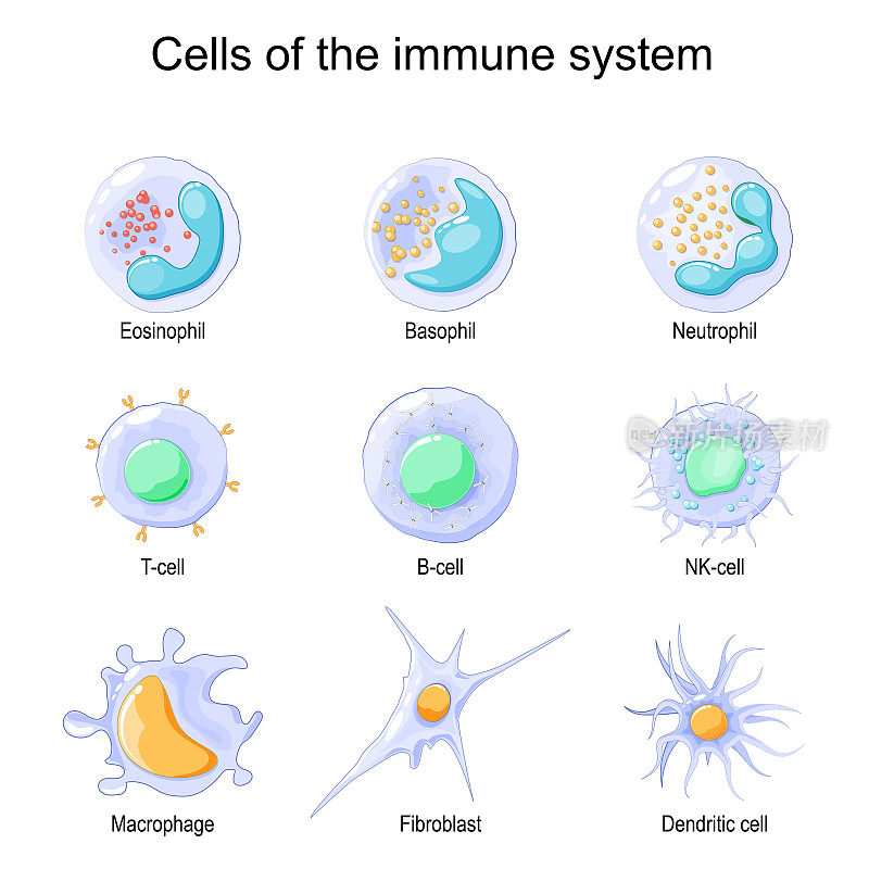 免疫系统。白细胞