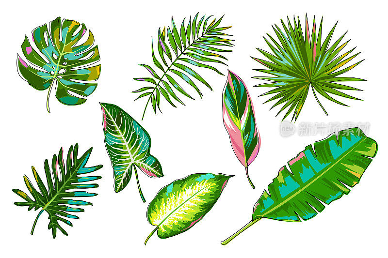 五颜六色的热带树叶。棕榈叶，香蕉叶，山茱萸，万寿菊，蒲公英，万寿菊。白色背景上孤立的丛林植物。向量。