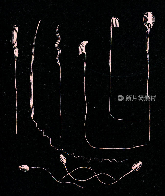 动物精子的各种形状――19世纪