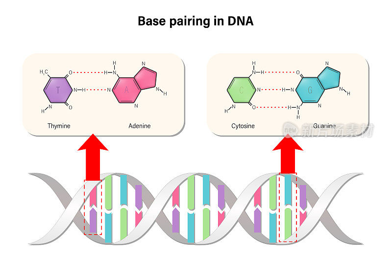 DNA中的碱基配对。DNA核苷酸。DNA双螺旋结构。脱氧核糖核酸。含氮基(胸腺嘧啶、腺嘌呤、胞嘧啶或鸟嘌呤)和糖-磷酸基。