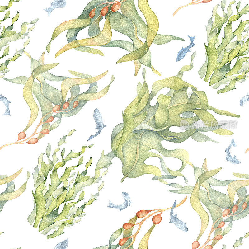 无缝图案的彩色海洋植物水彩画孤立在白色。海带，海带，手工绘制的草本海藻。背景设计，纺织，包装，包装，海洋收藏