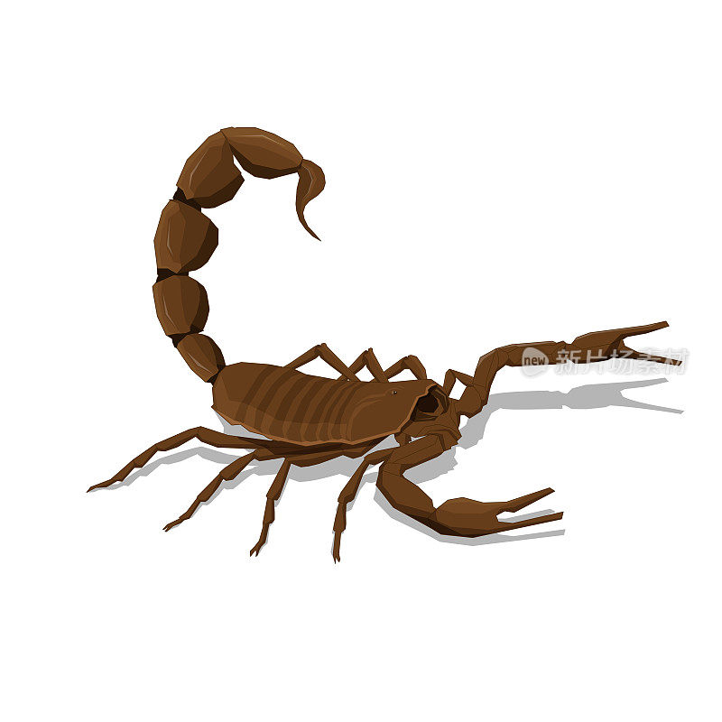 白色背景上一只棕色蝎子的插图。