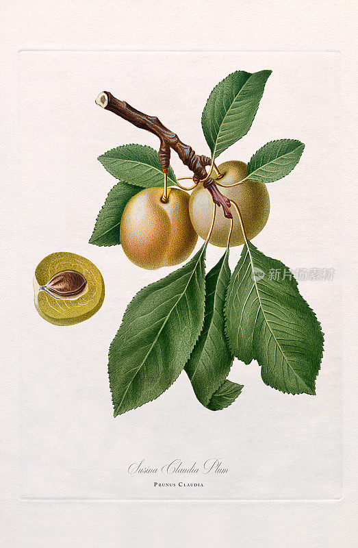 古董插图，李子，植物插图，大约1817年