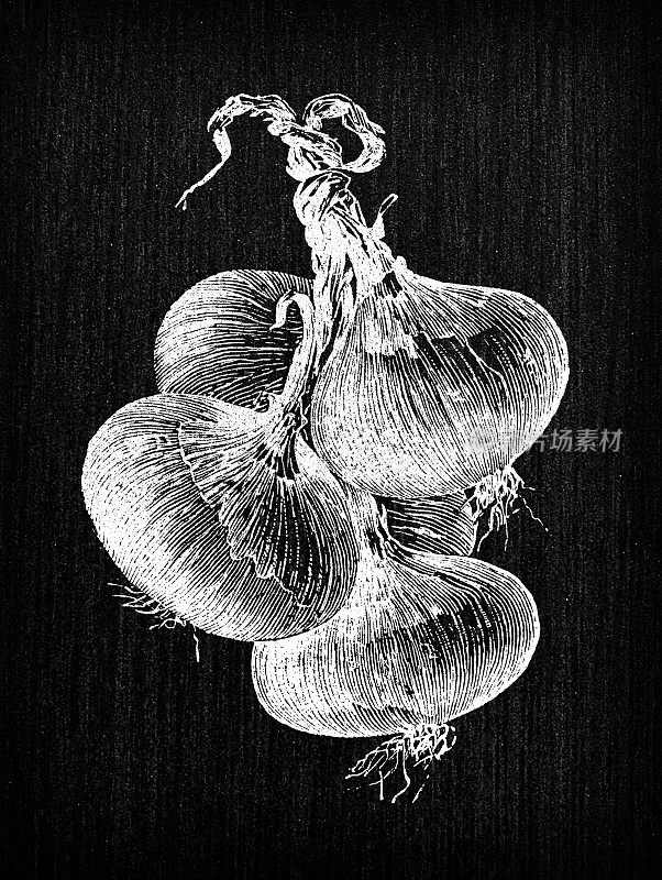 植物学蔬菜植物仿古雕刻插图:红洋葱