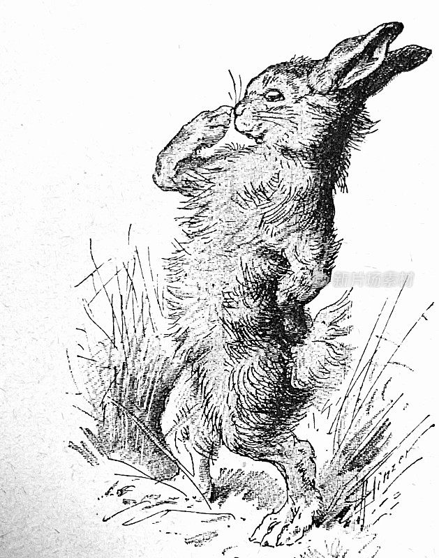 兔子思考着，侧视着，站在草地上，全身舒展