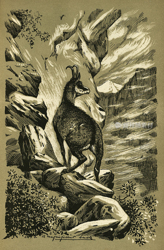 19世纪维多利亚时代，山上的黑羚，即羚羊