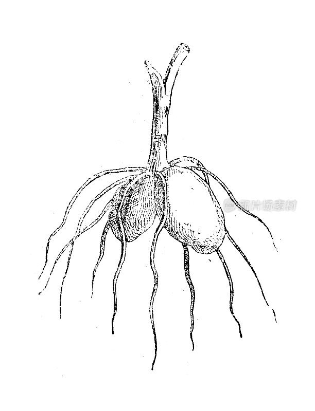 古色古香的插画:雄性兰花