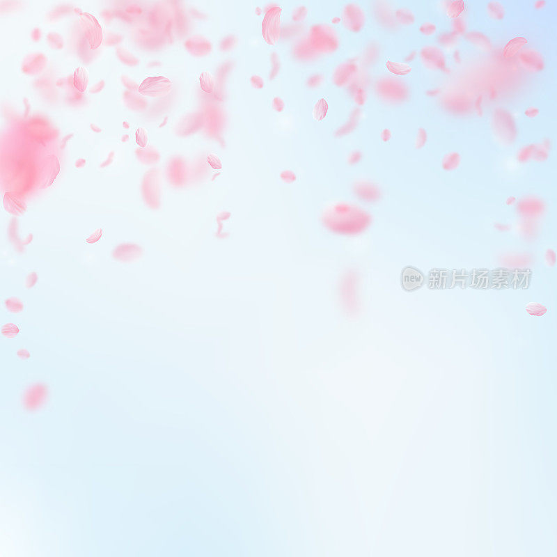 樱花花瓣飘落。浪漫的粉红花落雨。飞舞的花瓣在蓝天广场的背景。爱情,浪漫的概念。有利的婚礼邀请