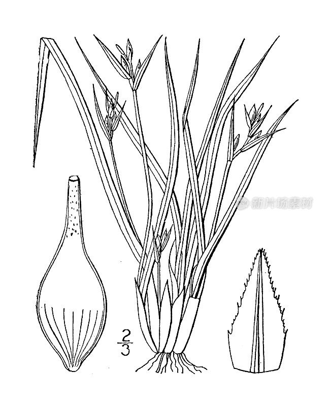 古植物学植物插图:苔草、背苔草