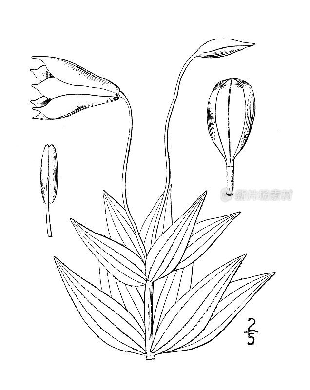 古董植物学植物插图:百合格雷，阿萨格雷的百合