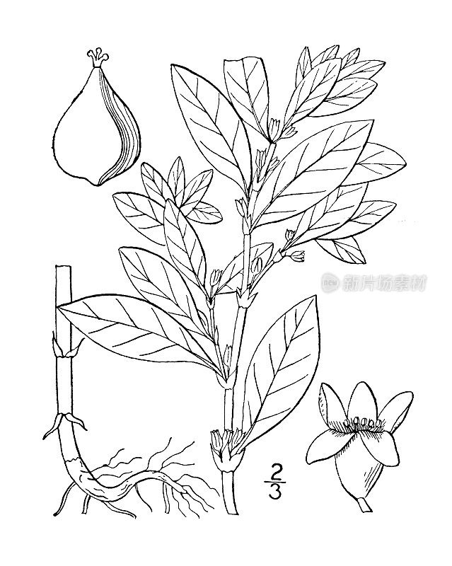 古植物学植物插图:立蓼、立节